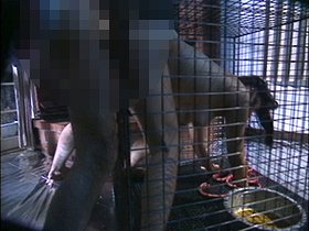 in MADNESS Vol.6＋α　サンプル画像08